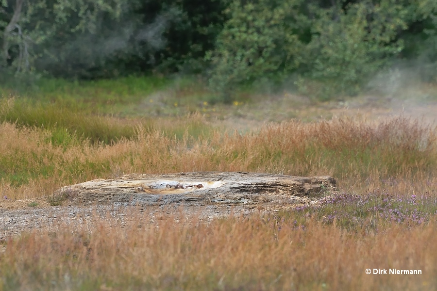 Litli Strokkur Geyser Þykkvuhverir Haukadalur Iceland