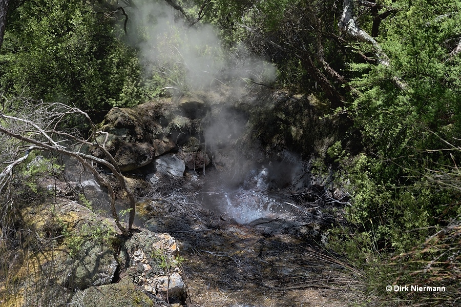 Bush Geyser