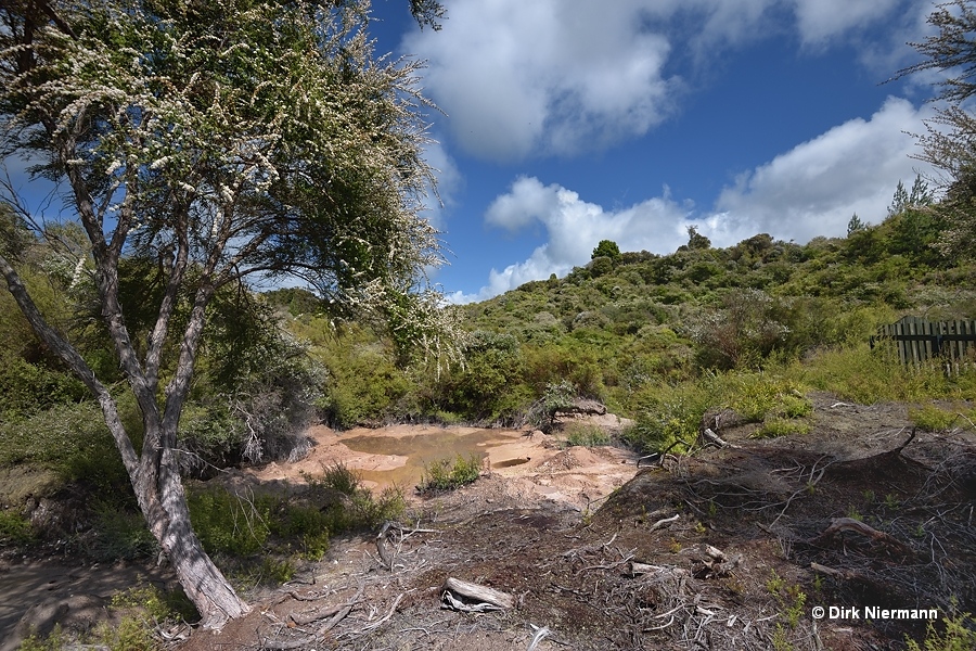 Mud pot near Roto Kanapanapa