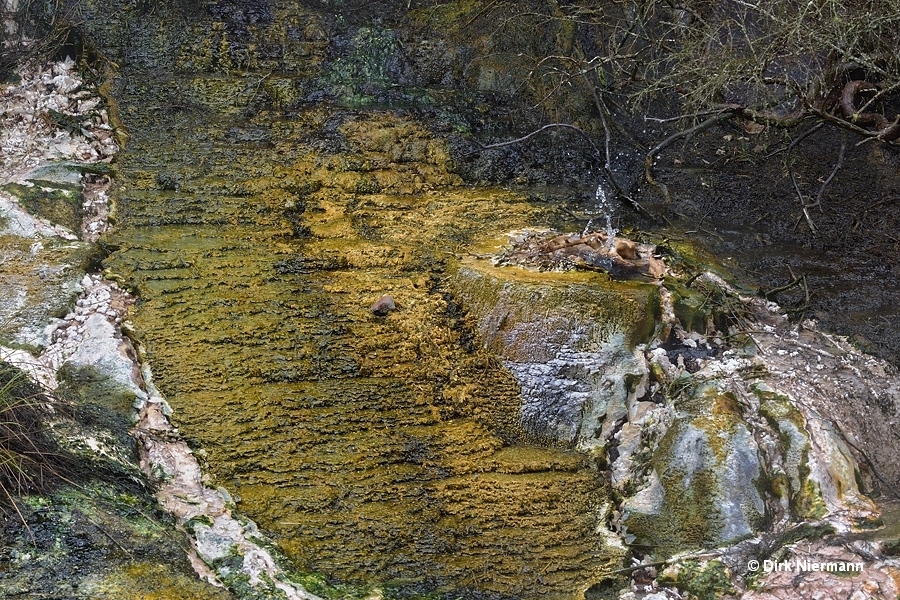 Spouter on sinter terrace at Hot Water Creek