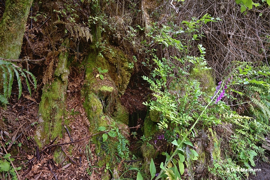 Sinter structure close to Eagle's Nest