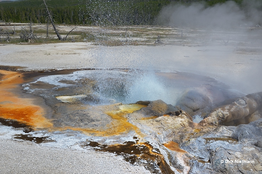 Avoca Spring Yellowstone