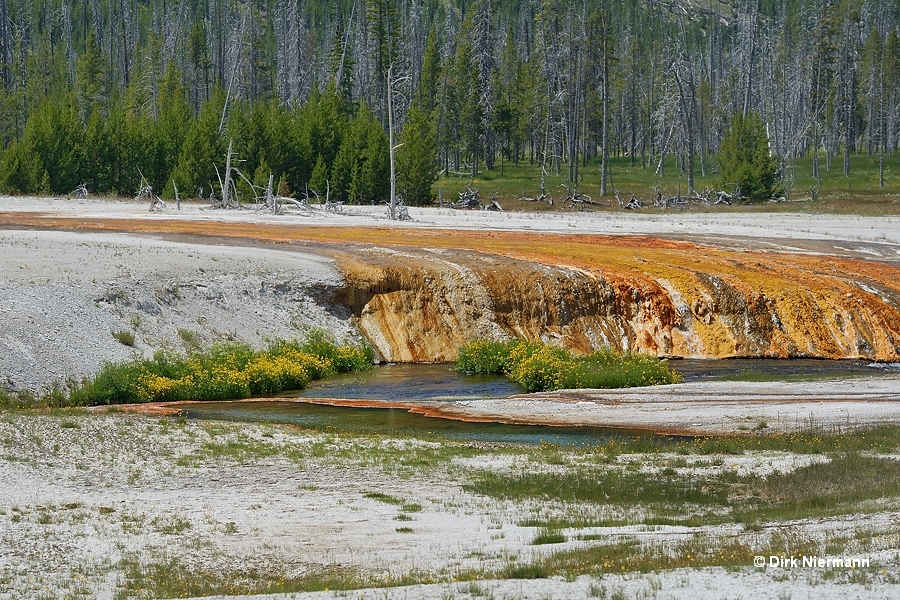 Cucumber Spring Yellowstone