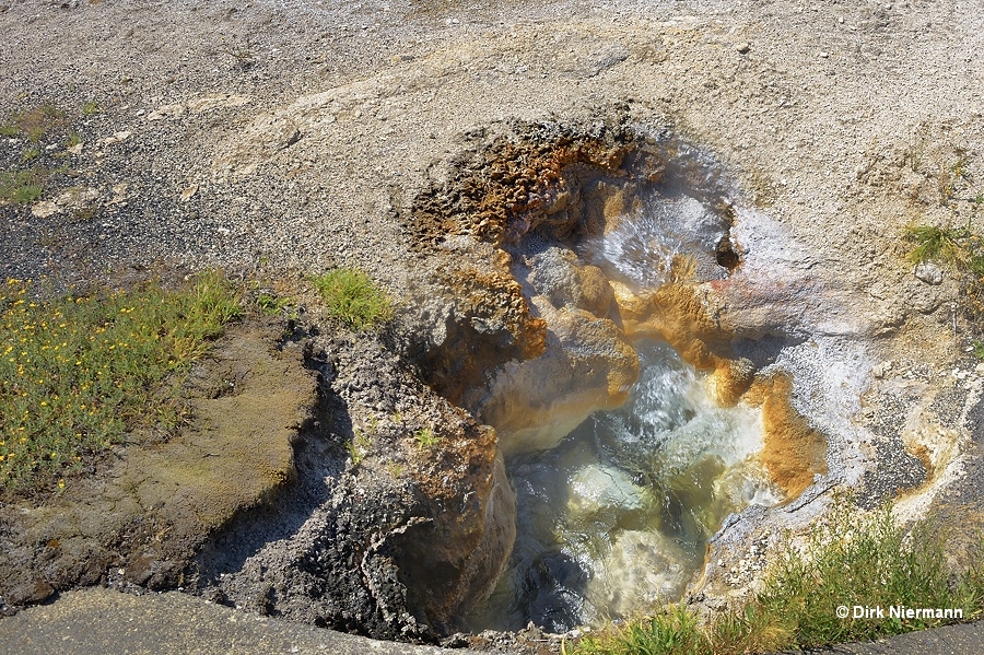 The Grumbler Yellowstone