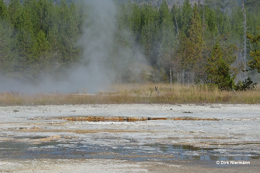 Link Geyser Yellowstone