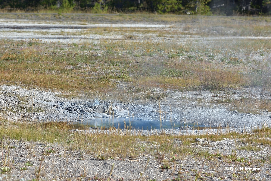 Bonita's Sputs, Daisy Group, Yellowstone