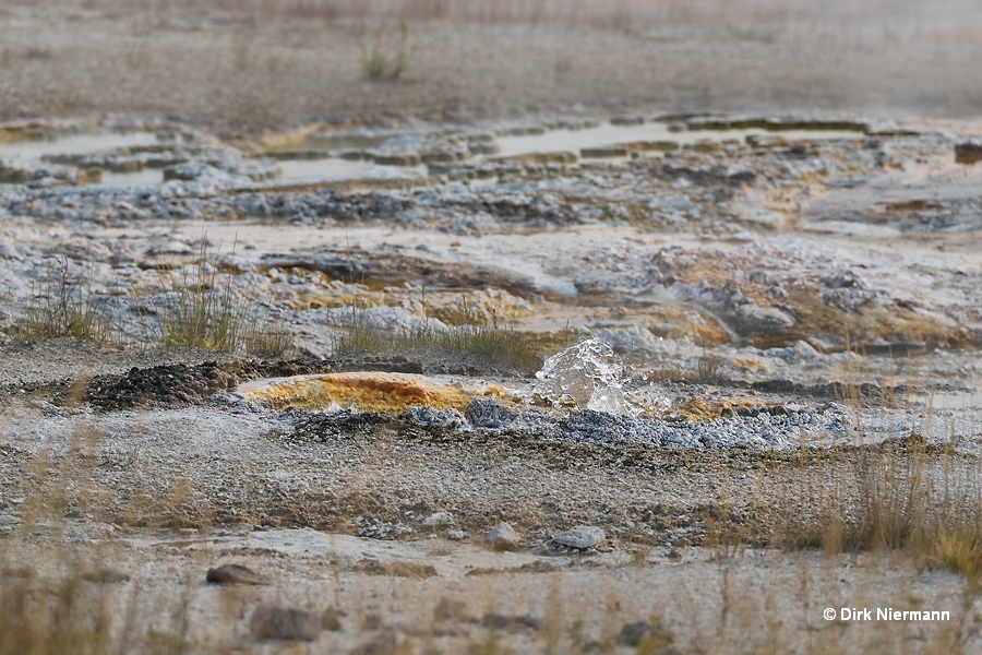 The Bubblers, Daisy Group, Yellowstone