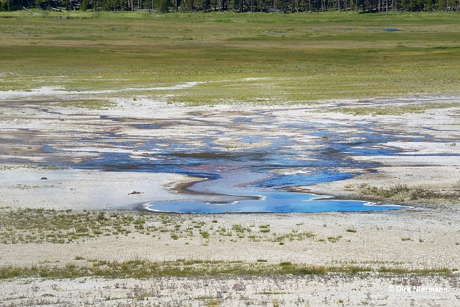 Old Bellefontaine Geyser Yellowstone