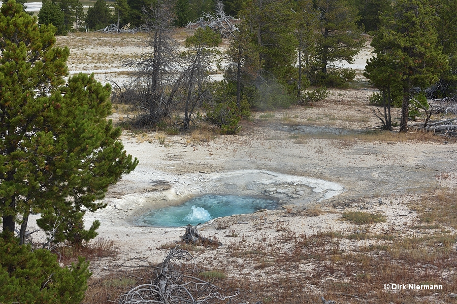 Peanot Yellowstone