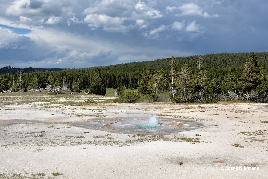 Twig Geyser Yellowstone