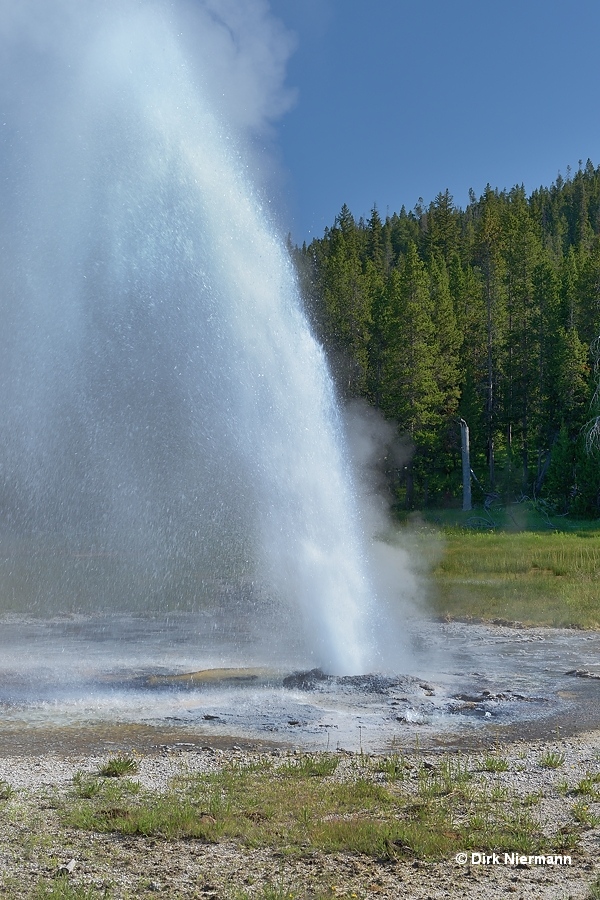 Aurum Geyser Yellowstone