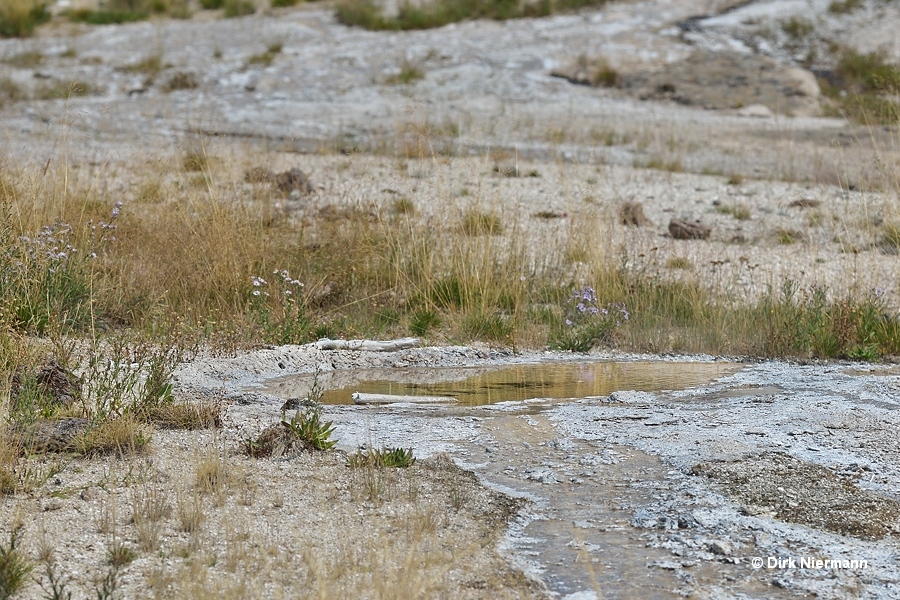 Peanut Pool Yellowstone