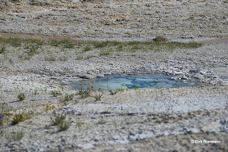 Plate Geyser Yellowstone