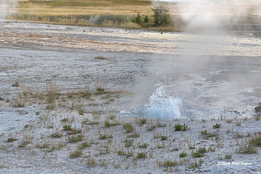 Plate Geyser Yellowstone