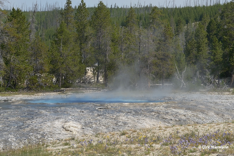 Oblong Geyser Yellowstone