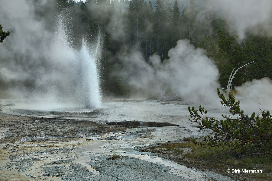 Grotto Fountain Geyser and Grotto's Indicator Spring Yellowstone