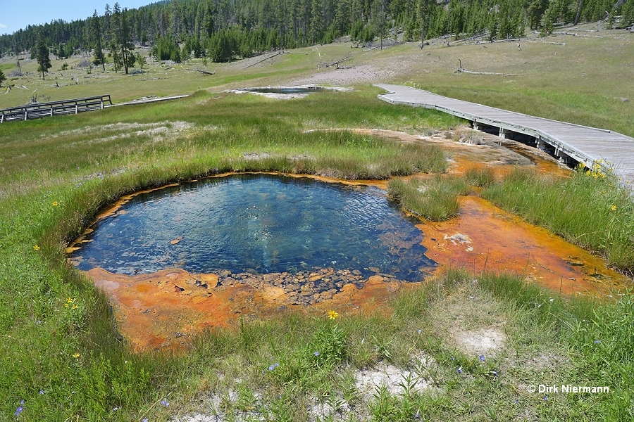 Terrace Springs GTSANN005 Yellowstone