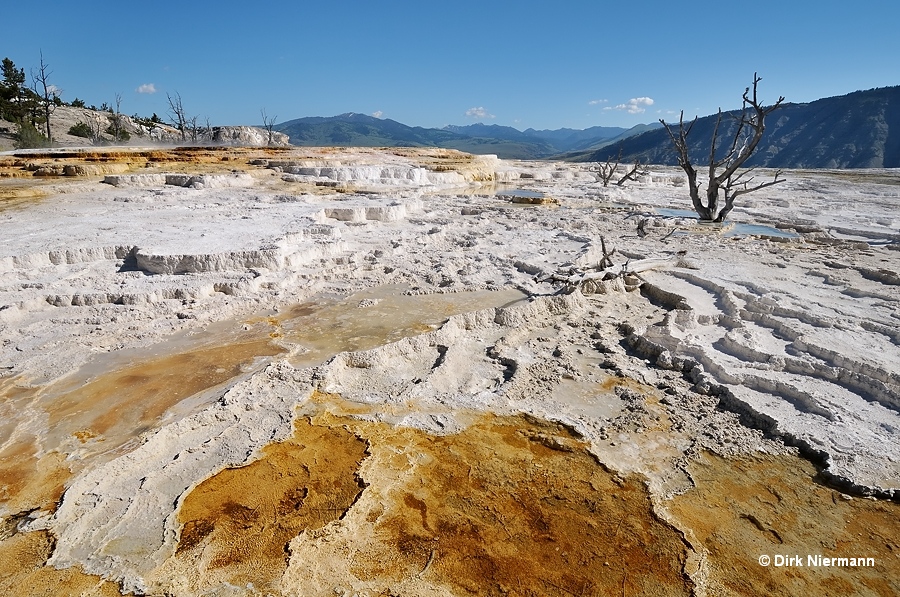 New Trail Spring Mammoth Hot Springs Yellowstone