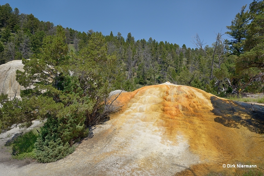 Tangerine Spring Mammoth Hot Springs Yellowstone