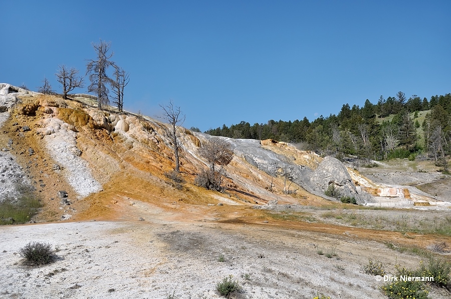 Palette Terrace Mammoth Hot Springs Yellowstone