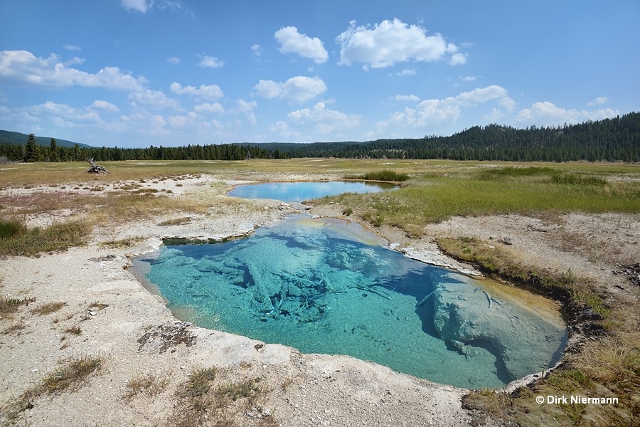 Dead Savage Spring Yellowstone