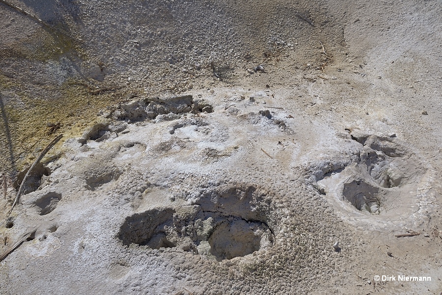 Grizzly Fumarole Yellowstone