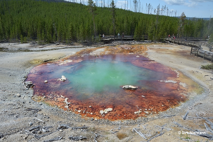 Echinus Geyser Yellowstone