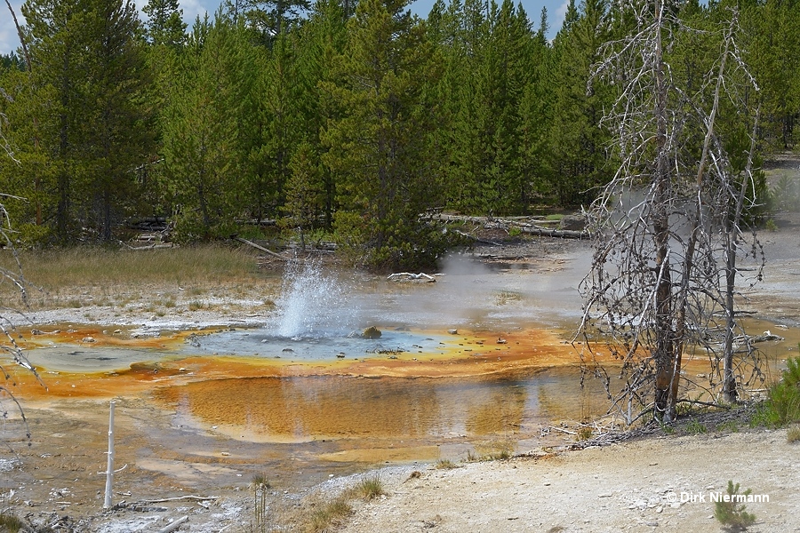 Minute Geyser Yellowstone