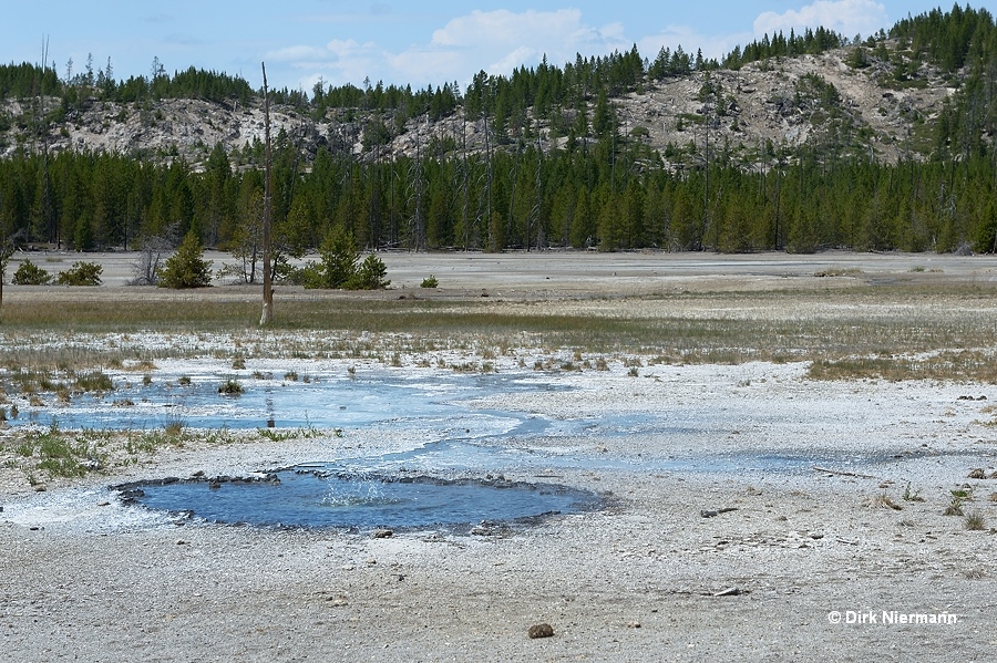 Palpitator Spring Yellowstone