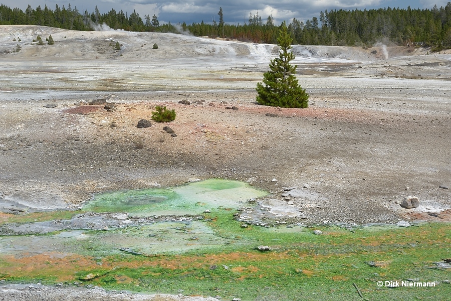 Splutter Pot Yellowstone