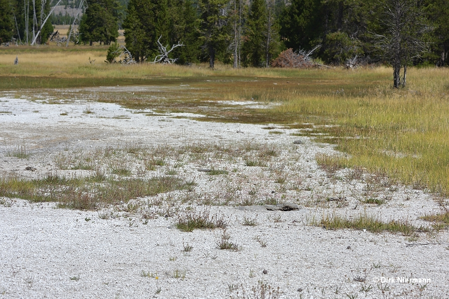 Dusty Geyser Yellowstone