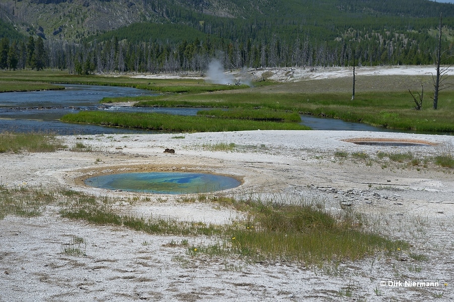 Goldfinger Geyser Yellowstone