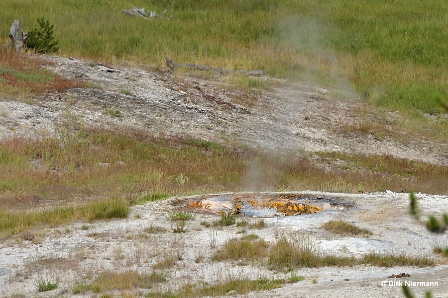 Perpetual spouter UPMGNN041, Yellowstone