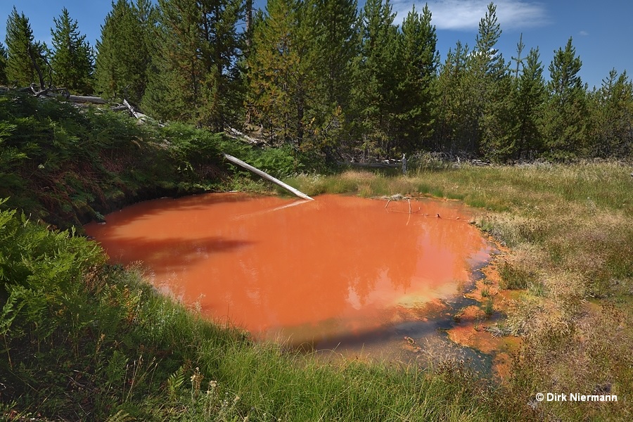 Rabbit Highland Tomato Soup Pool Yellowstone