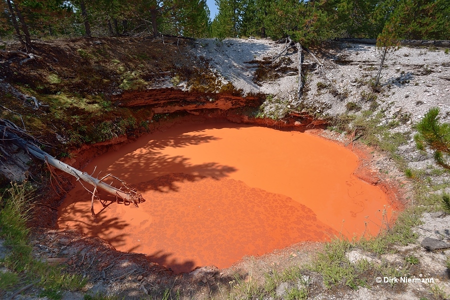 Rabbit Highland Tomato Soup Pool Yellowstone