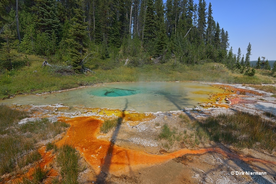 Coral Spring Shoshone Basin Yellowstone