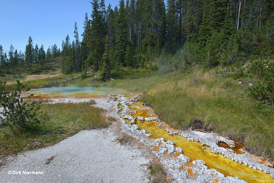 Coral Spring Shoshone Basin Yellowstone