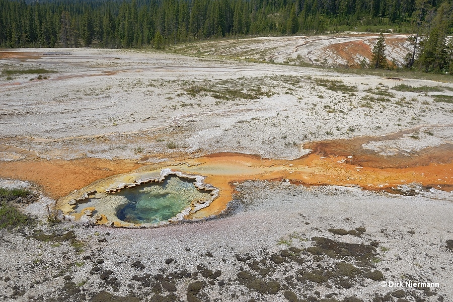 Yellow Boiler Spring Shoshone Basin Yellowstone