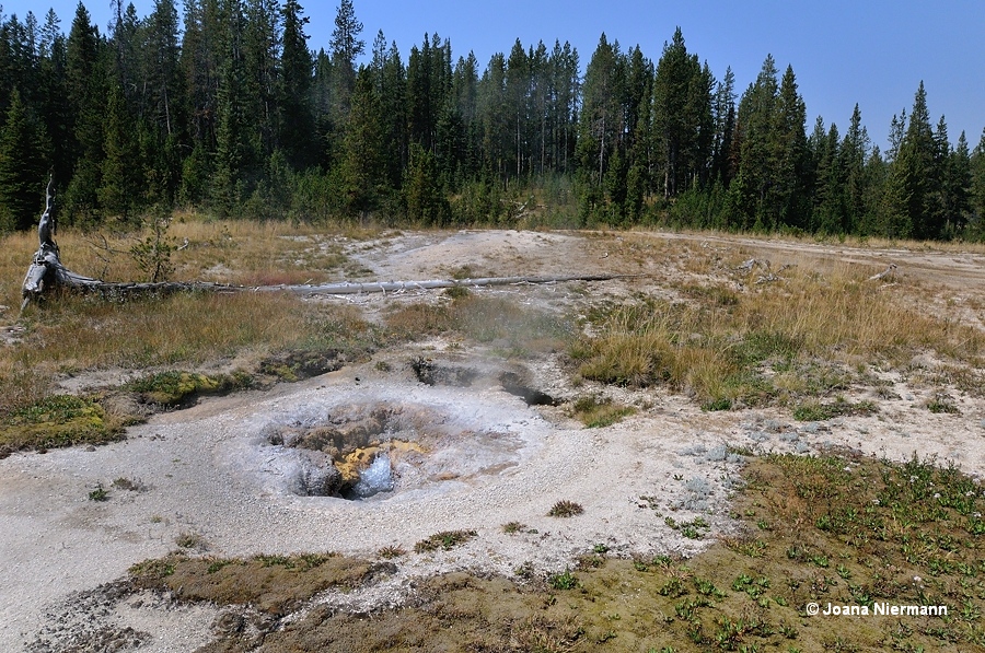 Yellow Sponge Spring Shoshone Basin