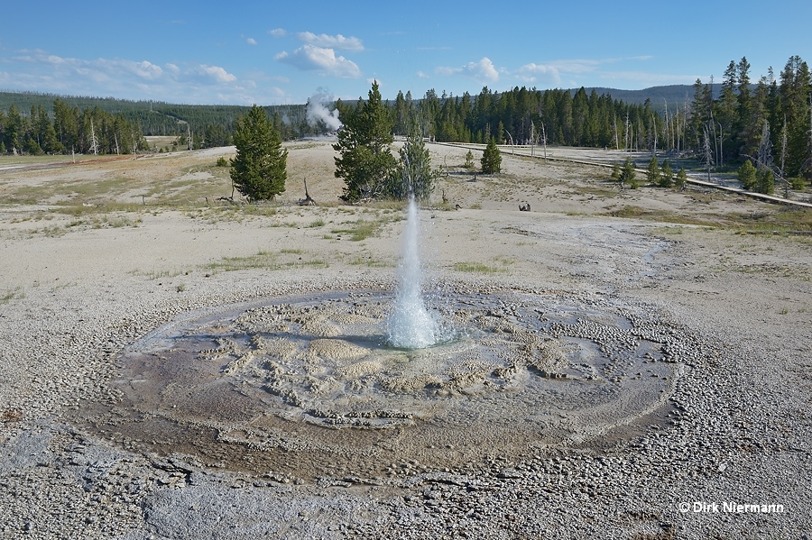 Tardy Geyser Yellowstone