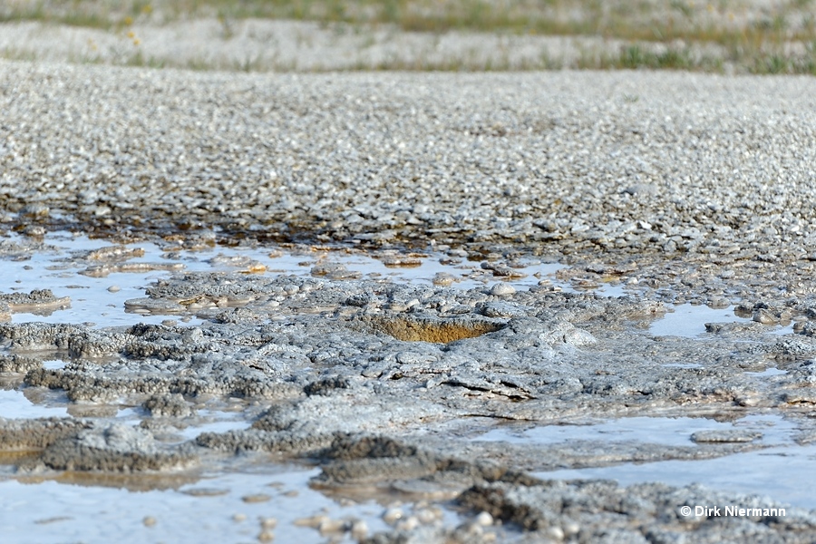 Uncertain Geyser Yellowstone