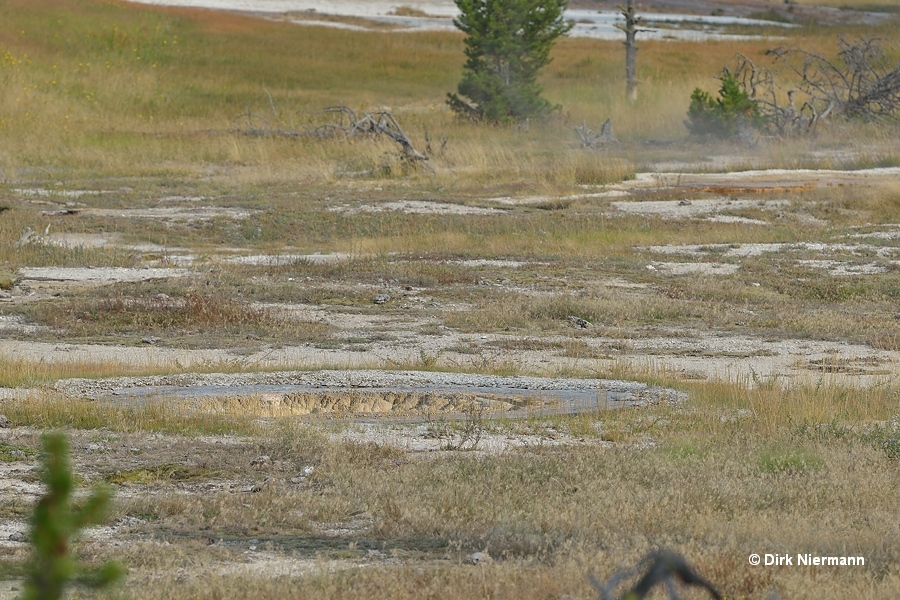 A-0 Geyser Yellowstone