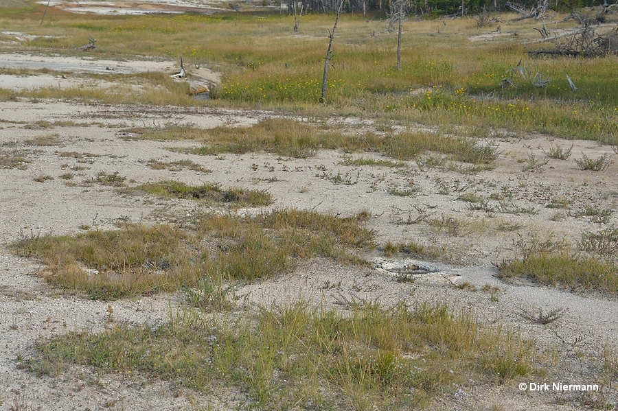 Logbridge Geyser Yellowstone