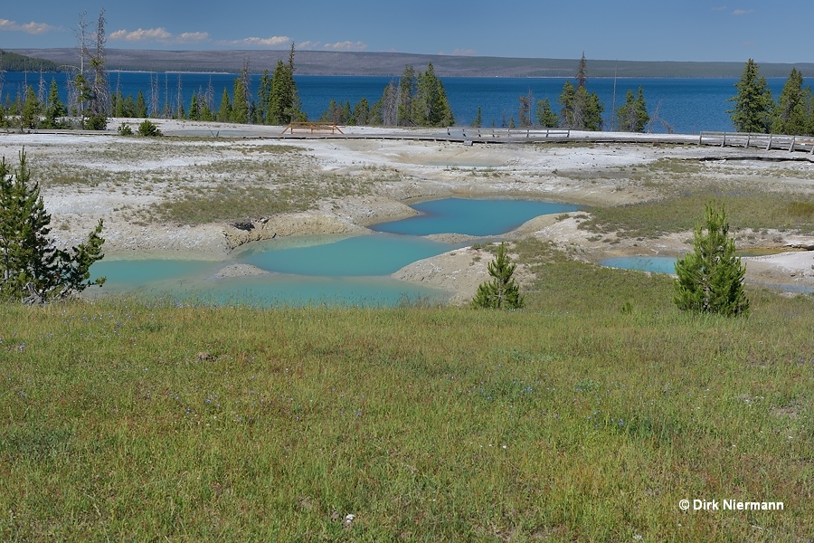 Mimulus Pools WTLGNN028 and WTLGNN029 Yellowstone