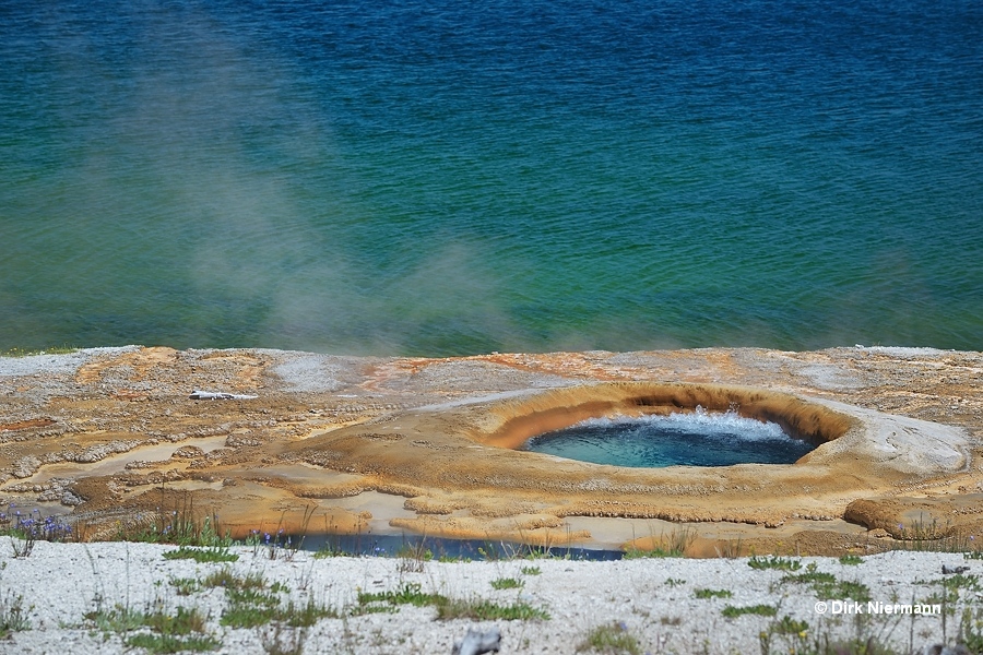 Occasional Geyser Yellowstone